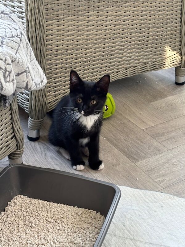 Maine Coon kittens for sale in Bedlington, Northumberland – 8 weeks old