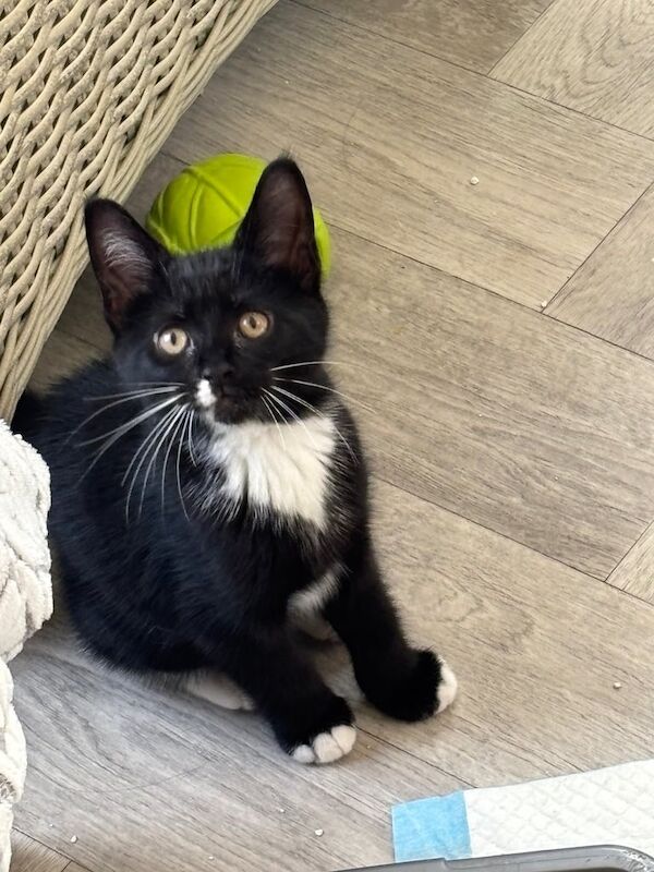 Maine Coon kittens for sale in Bedlington, Northumberland – 8 weeks old - Image 2 of 3