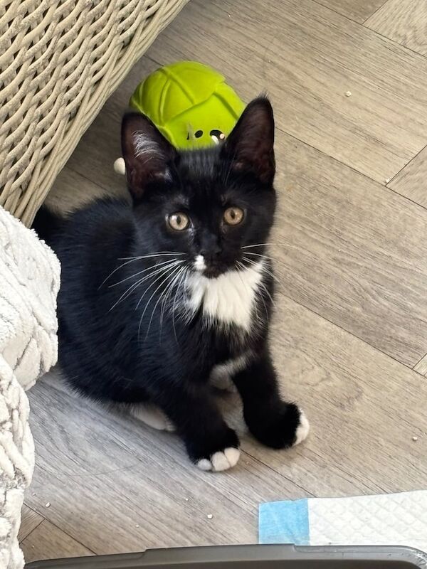 Maine Coon kittens for sale in Bedlington, Northumberland – 8 weeks old - Image 3 of 3