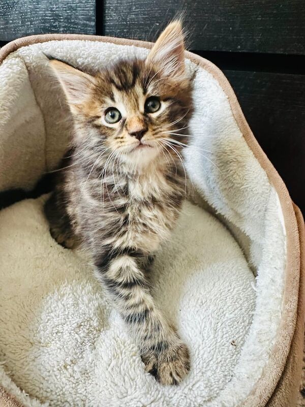 Maine Coon kittens for sale in Warwick, Warwickshire – 10 weeks old