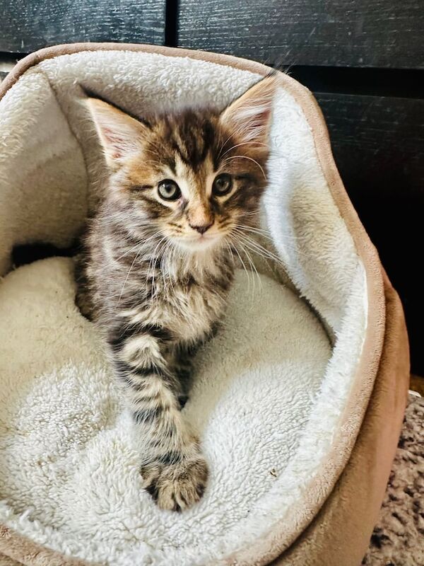Maine Coon kittens for sale in Warwick, Warwickshire – 10 weeks old - Image 2 of 3