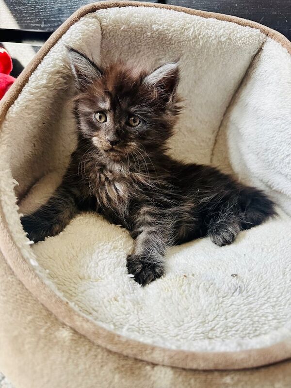 Maine Coon kittens for sale in Warwick, Warwickshire – 10 weeks old - Image 3 of 3