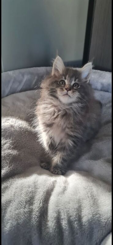 Maine Coon kittens for sale in Bradford, West Yorkshire – 3 months old