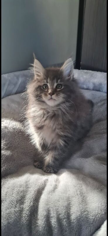Maine Coon kittens for sale in Bradford, West Yorkshire – 3 months old - Image 2 of 3