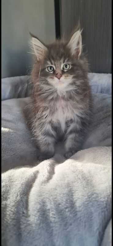 Maine Coon kittens for sale in Bradford, West Yorkshire – 3 months old - Image 3 of 3
