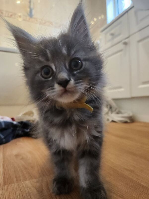 Maine Coon kittens for sale in Bargod / Bargoed, Gwent – 9 weeks old