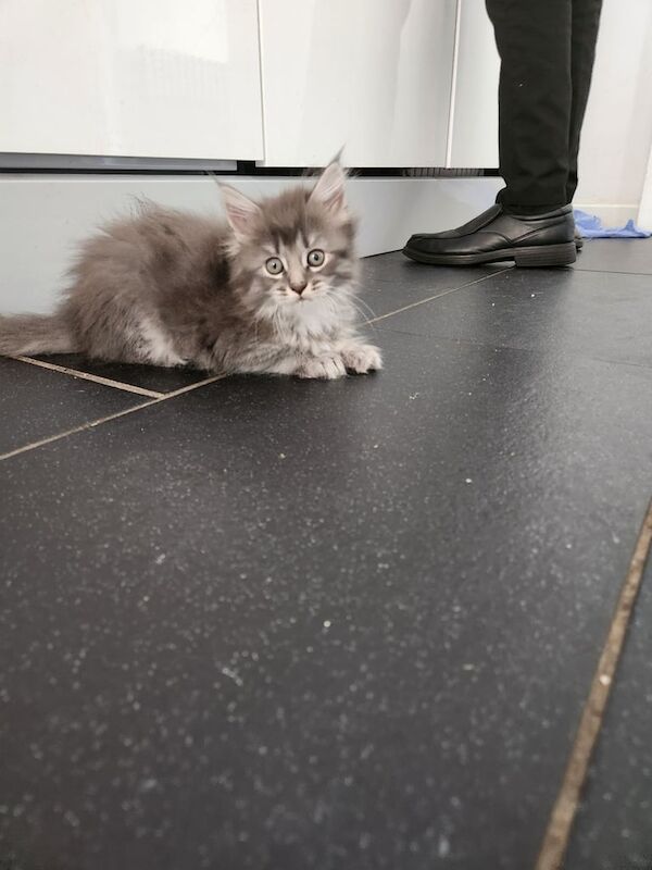 Maine Coon kittens for sale in Bargod / Bargoed, Gwent – 9 weeks old - Image 2 of 3