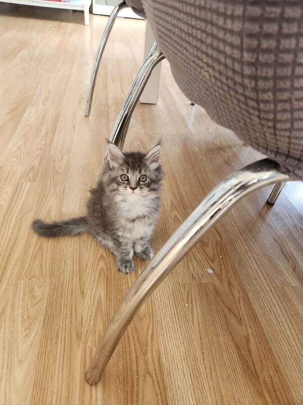 Maine Coon kittens for sale in Bargod / Bargoed, Gwent – 9 weeks old - Image 3 of 3