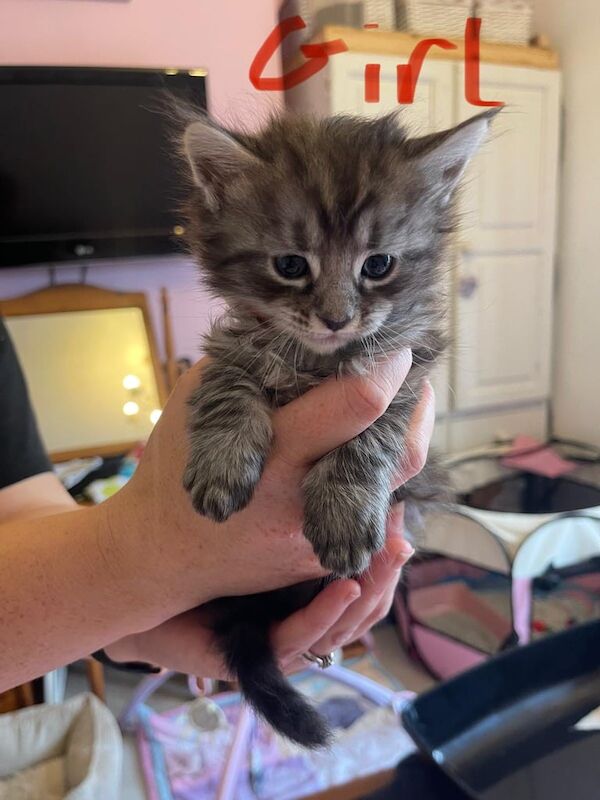 Maine Coon kittens for sale in Melton Mowbray, Leicestershire – 7 weeks old