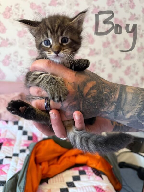Maine Coon kittens for sale in Melton Mowbray, Leicestershire – 7 weeks old - Image 2 of 3