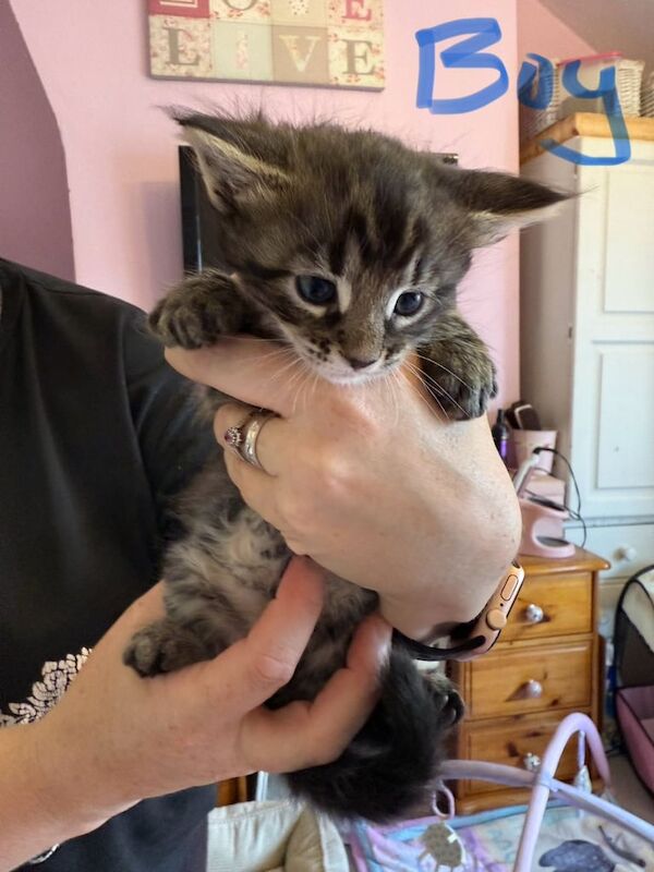 Maine Coon kittens for sale in Melton Mowbray, Leicestershire – 7 weeks old - Image 3 of 3