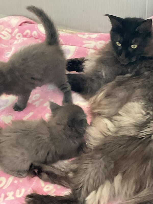 Maine Coon kittens for sale in Clydebank, Dunbartonshire – 7 weeks old