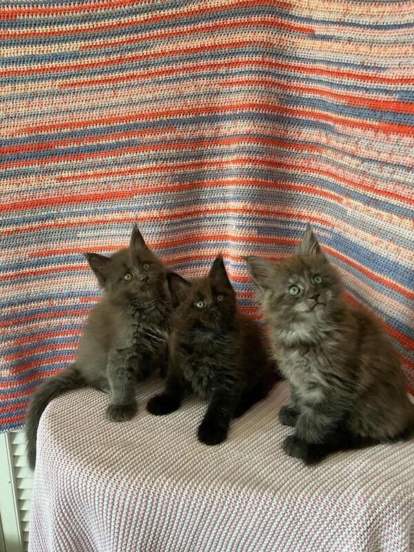 Maine Coon kittens for sale in Clydebank, Dunbartonshire – 7 weeks old - Image 2 of 3