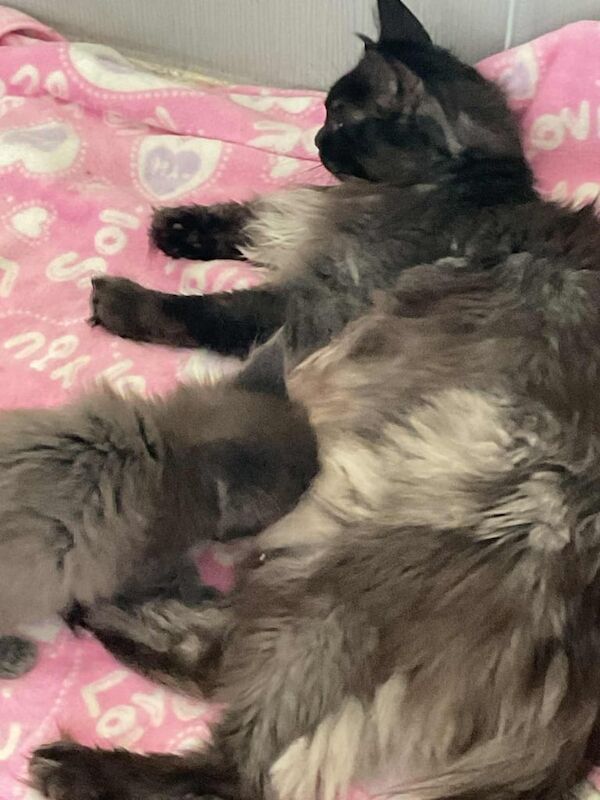 Maine Coon kittens for sale in Clydebank, Dunbartonshire – 7 weeks old - Image 3 of 3