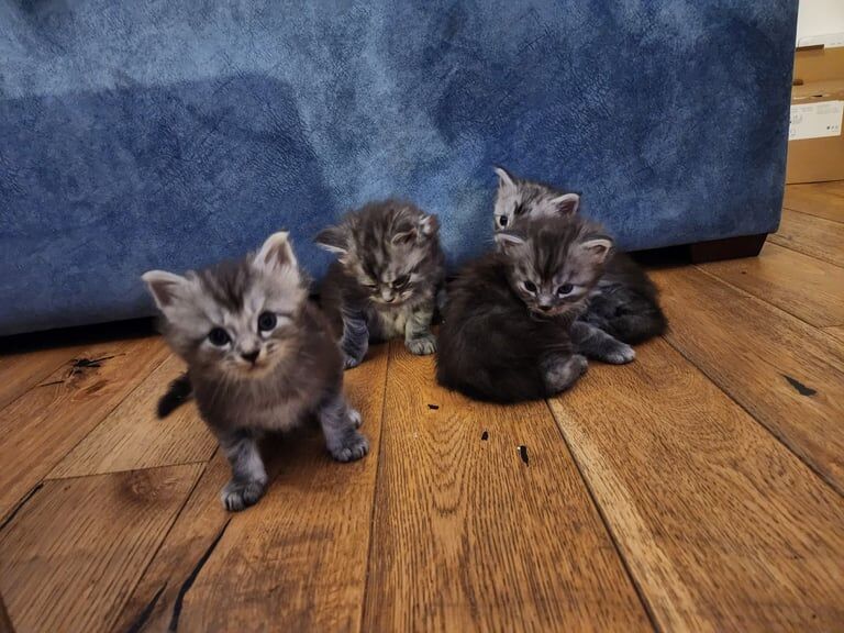 Maine Coon kittens for sale in Bargod / Bargoed, Gwent – 4 weeks old