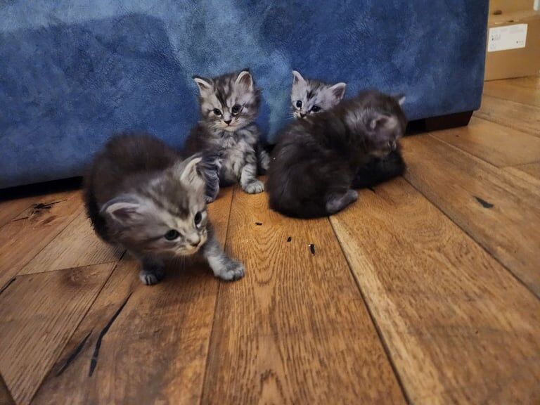 Maine Coon kittens for sale in Bargod / Bargoed, Gwent – 4 weeks old - Image 2 of 3