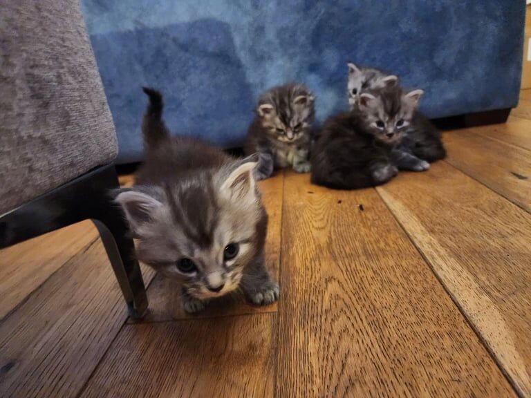 Maine Coon kittens for sale in Bargod / Bargoed, Gwent – 4 weeks old - Image 3 of 3