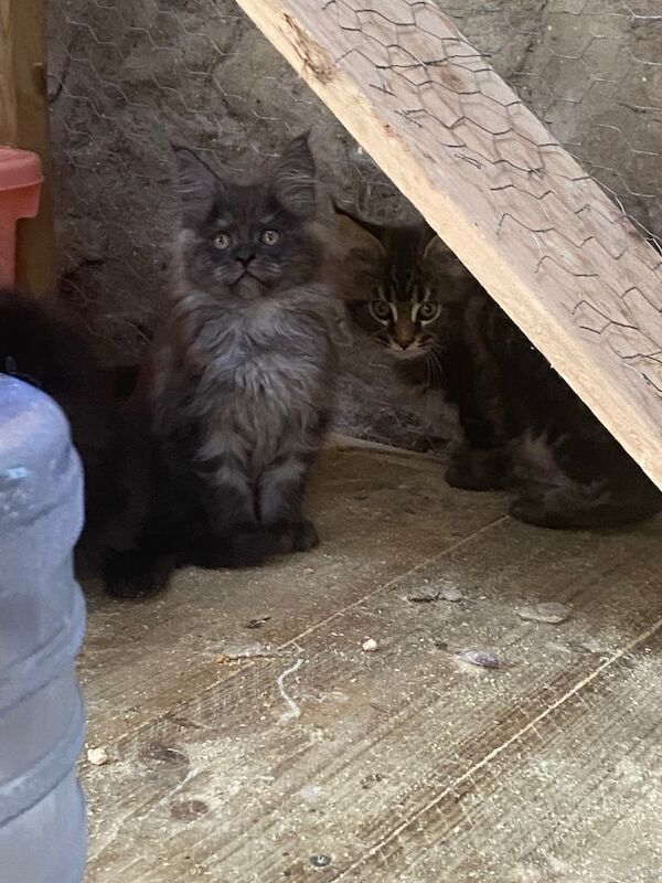 Maine Coon kittens for sale in Dungiven, County Londonderry – 8 weeks old