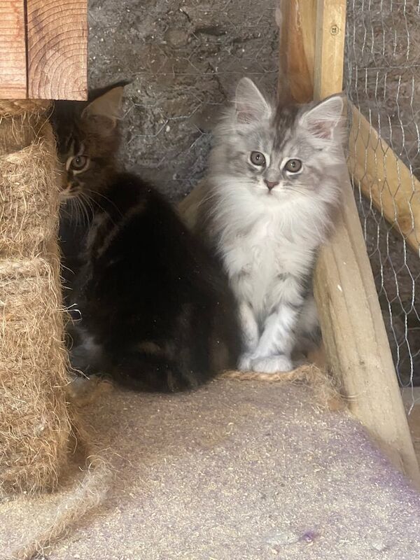 Maine Coon kittens for sale in Dungiven, County Londonderry – 8 weeks old - Image 2 of 3