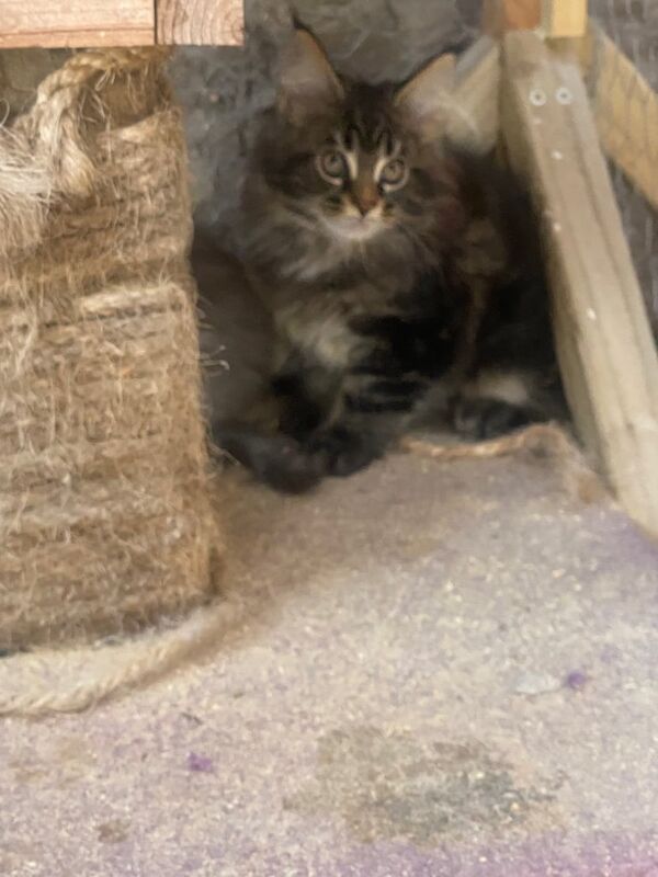 Maine Coon kittens for sale in Dungiven, County Londonderry – 8 weeks old - Image 3 of 3