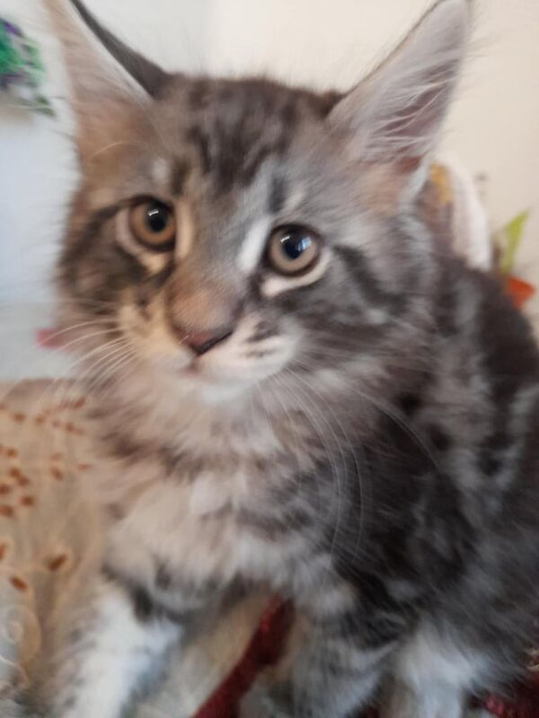 Maine Coon kittens for sale in Cardiff / Caerdydd, South Glamorgan – 9 weeks old