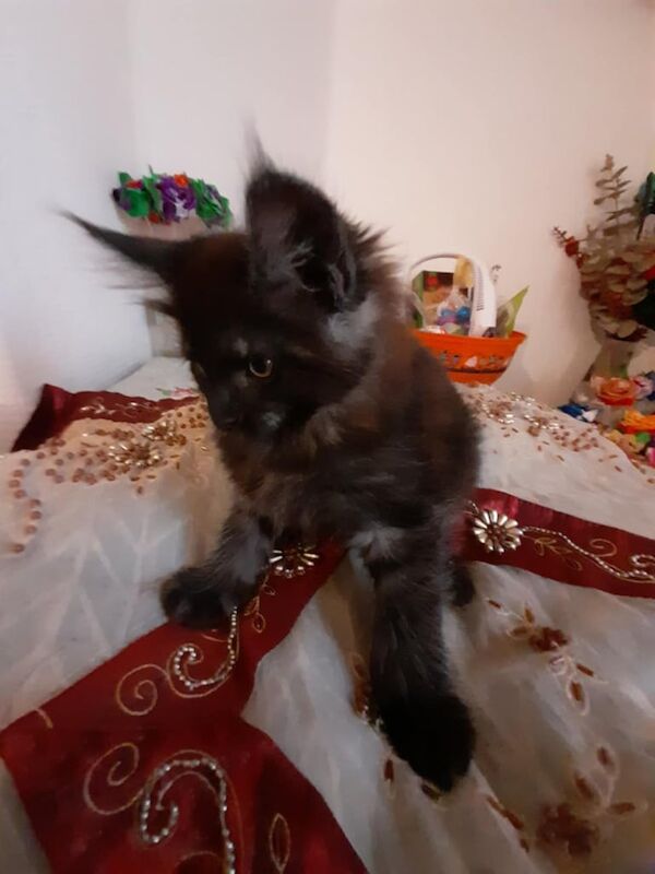 Maine Coon kittens for sale in Cardiff / Caerdydd, South Glamorgan – 9 weeks old - Image 2 of 3