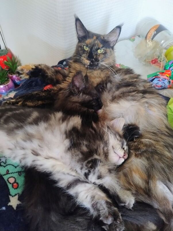 Maine Coon kittens for sale in Cardiff / Caerdydd, South Glamorgan – 9 weeks old - Image 3 of 3
