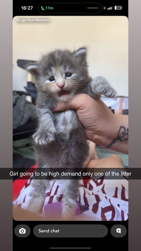 Maine Coon kittens for sale in Cardiff / Caerdydd, South Glamorgan – 7 weeks old