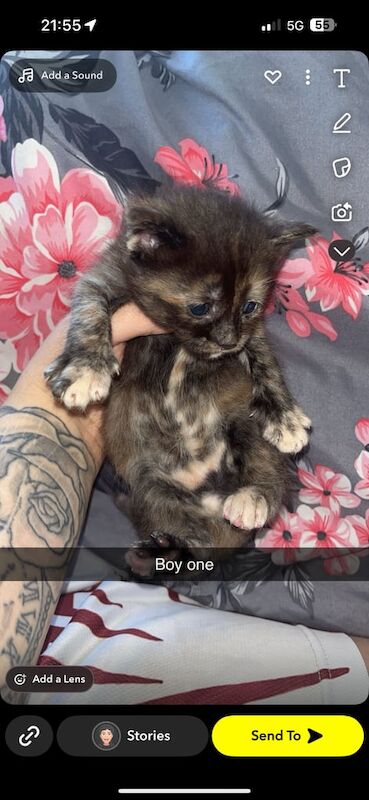 Maine Coon kittens for sale in Cardiff – 7 months old - Image 2 of 3