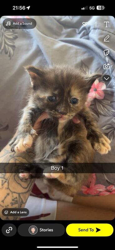 Maine Coon kittens for sale in Cardiff – 7 months old - Image 3 of 3
