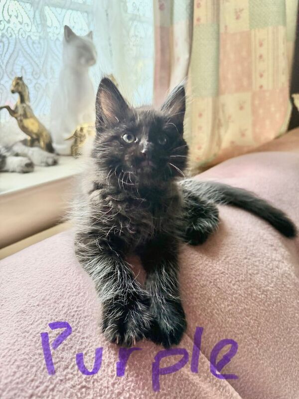 Maine Coon kittens for sale in Melton Mowbray, Leicestershire – 11 weeks old