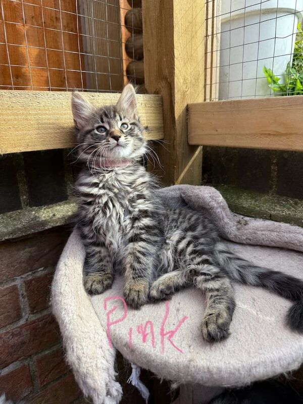 Maine coon kittens - Image 2 of 3