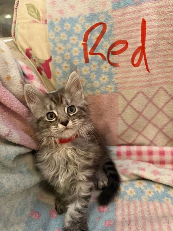 Maine coon kittens - Image 3 of 3