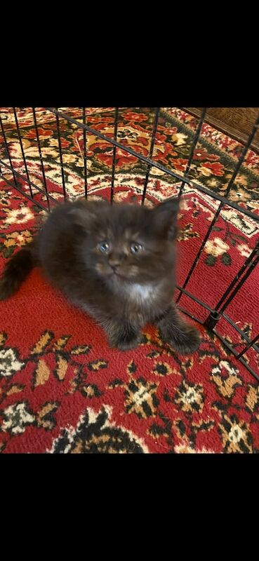 Maine Coon kittens for sale in Bury St Edmunds, Suffolk – 11 weeks old