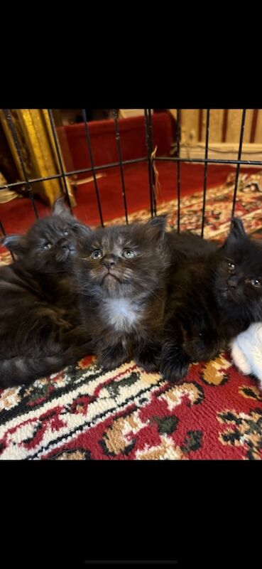 Maine Coon kittens for sale in Bury St Edmunds, Suffolk – 4 months old - Image 2 of 3