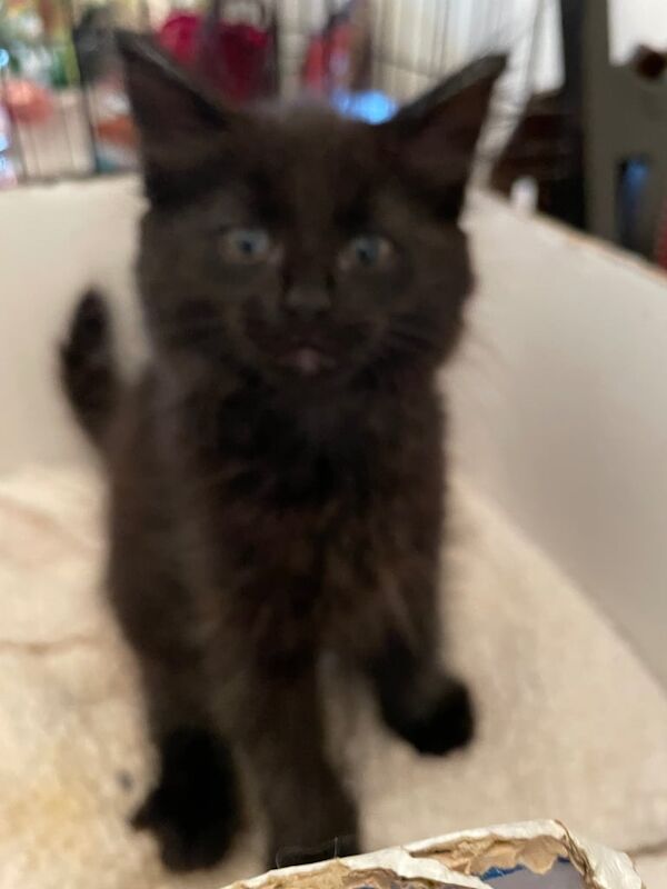 Maine Coon kittens for sale in Bury St Edmunds, Suffolk – 4 months old - Image 3 of 3