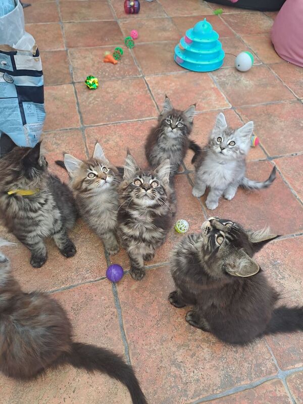 Maine Coon kittens for sale in Newtownabbey, County Antrim – 3 months old