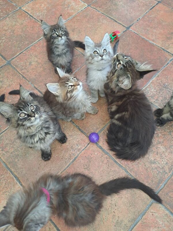 Maine Coon kittens for sale in Newtownabbey, County Antrim – 3 months old - Image 2 of 3