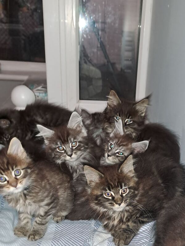 Maine Coon kittens for sale in Newtownabbey, County Antrim – 3 months old - Image 3 of 3