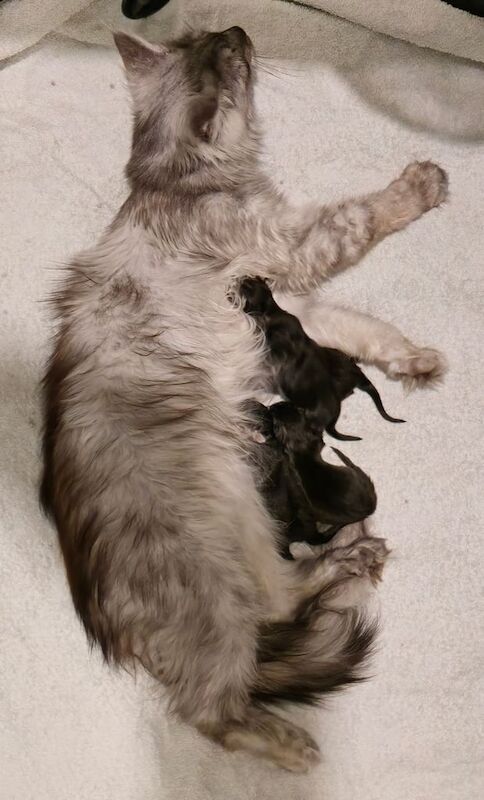 Maine Coon kittens for sale in Doncaster, South Yorkshire – 7 weeks old
