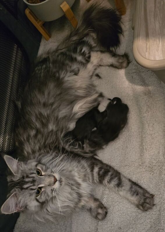 Maine Coon kittens for sale in Doncaster, South Yorkshire – 7 weeks old