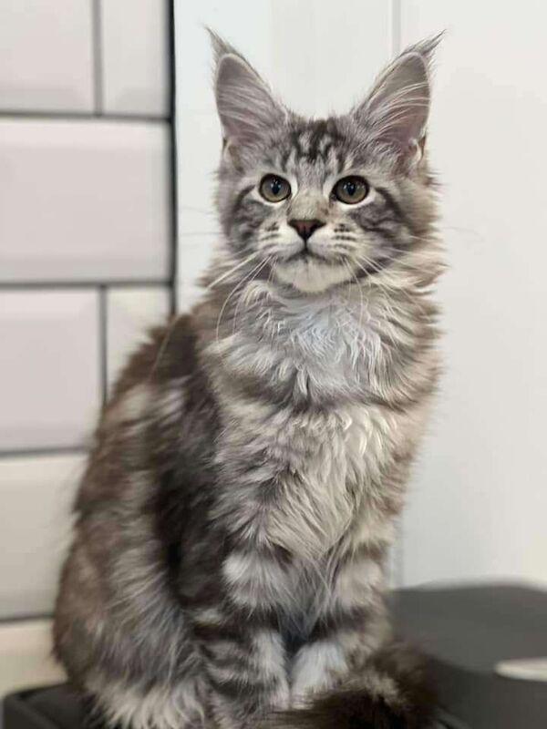Maine Coon kittens for sale in Doncaster, South Yorkshire – 7 weeks old - Image 2 of 3