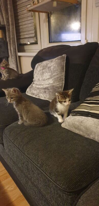Maine Coon kittens for sale in Southampton, Hampshire – 8 weeks old