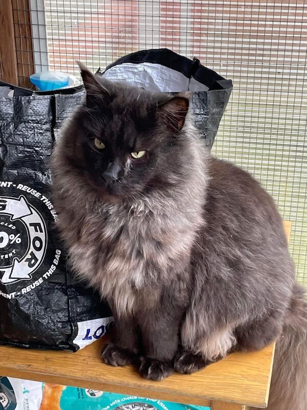 Maine Coon kittens for sale in Norwich, Norfolk – 7 weeks old - Image 2 of 6