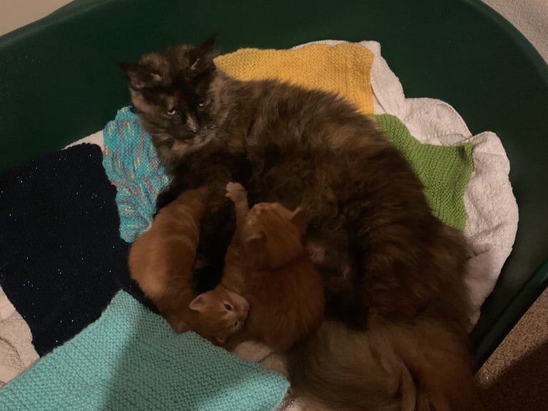 Maine Coon kittens for sale in Norwich, Norfolk – 7 weeks old - Image 3 of 6