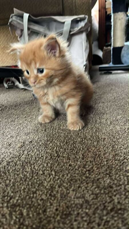 Maine Coon kittens for sale in Norwich, Norfolk – 7 weeks old - Image 4 of 6