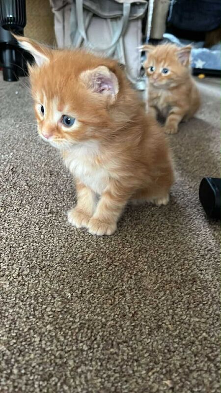 Maine Coon kittens for sale in Norwich, Norfolk – 7 weeks old - Image 5 of 6