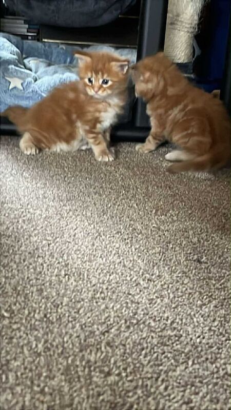 Maine Coon kittens for sale in Norwich, Norfolk – 7 weeks old - Image 6 of 6