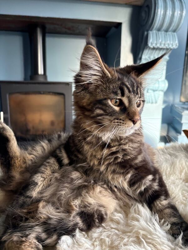 Maine Coon kittens for sale in Portrush, County Londonderry – 3 months old
