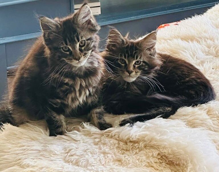Maine Coon kittens for sale in Portrush, County Londonderry – 3 months old - Image 2 of 4